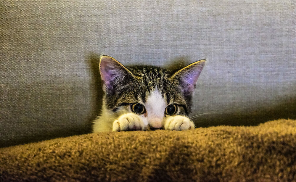 A little cat hiding and showing signs of anxiety