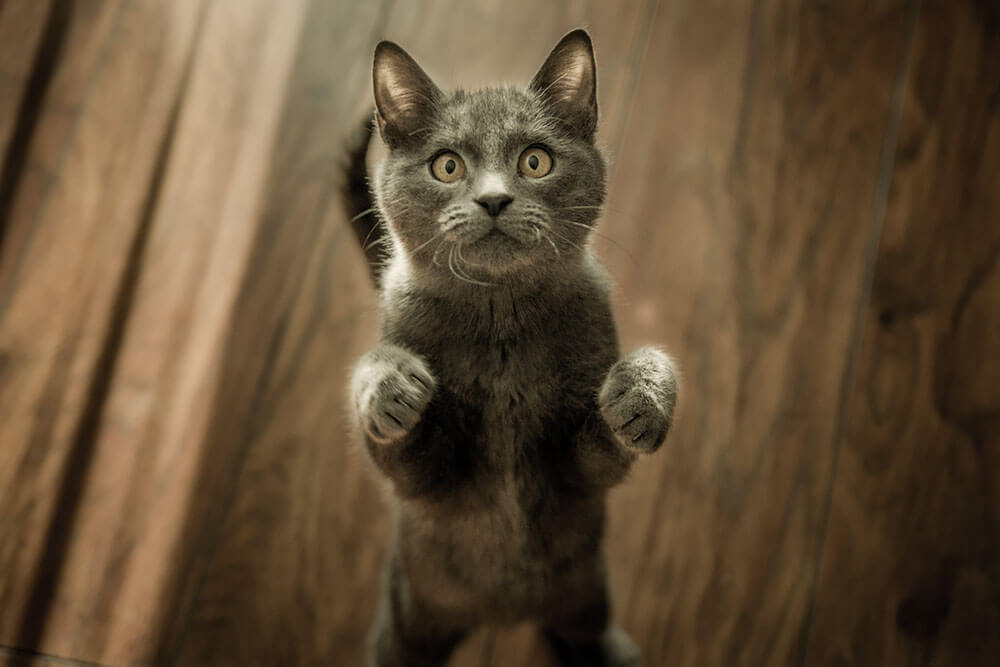 A black cat standing on back legs, fear in eyes showing typical signs of cat's anxiety