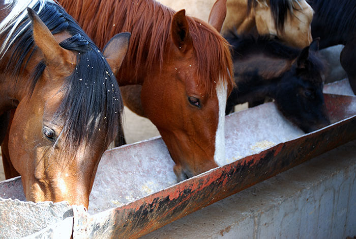 Horses eating to highlight the importance of Balanced Diet for equine health