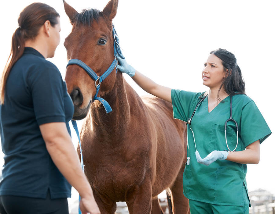 A vet is discussing with the horse owner to highlight the importance of vet care for equine health