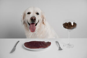 A white Labrador Retriever on table with meat in the plate and dog food in a goblet glass. Fork and knife is also visible.