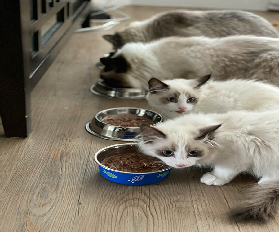 A group of pet cats eating their meal-tuna fish