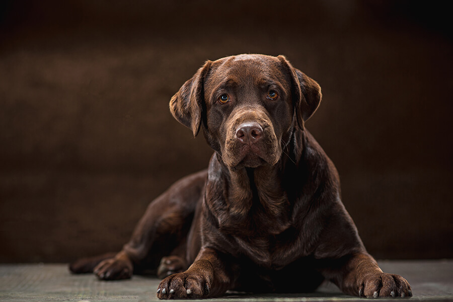 Black Labrador Retriever (Lab) with Dark Background