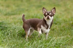 Chihuahua dog standing in grass-One of the most famous among small dog breeds