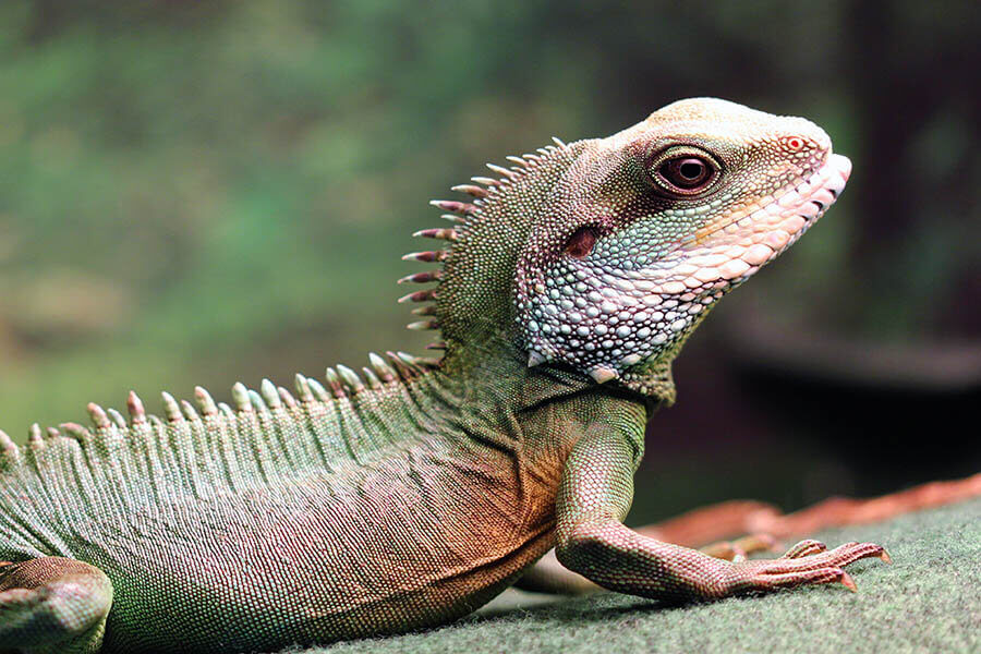 Chinese Water Dragon to talk about exotic pet care