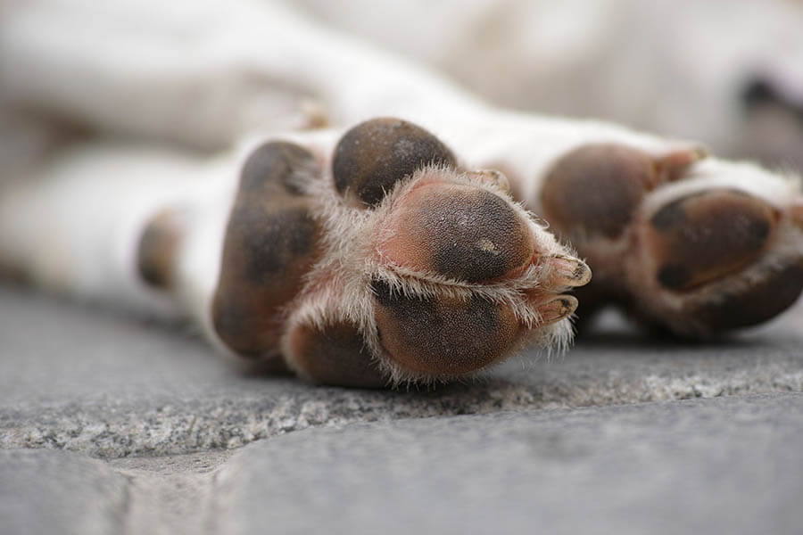 Dog Paw to highlight soreness for which dogs lick their paws 