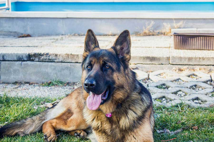 Black and Tan German Shepherd sitting in the lawn