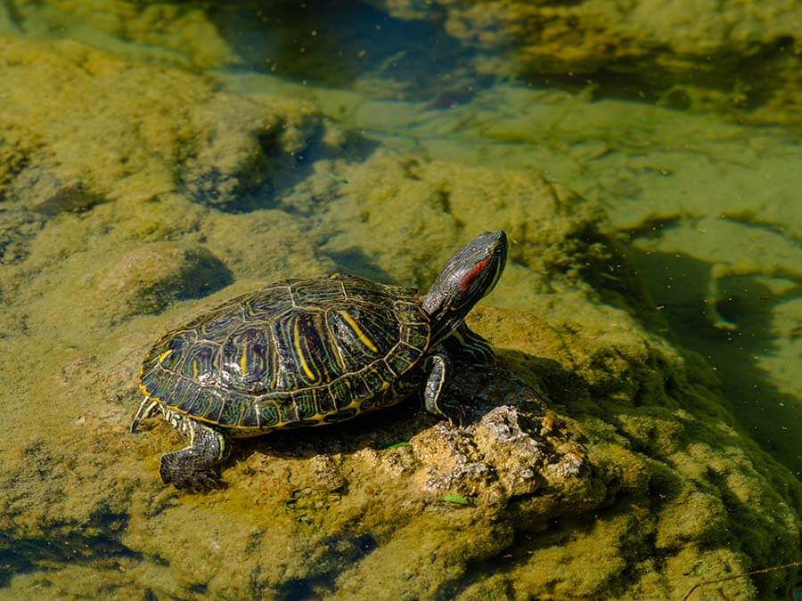 A small turtle in an aquarium to highlight what pet turtles eat