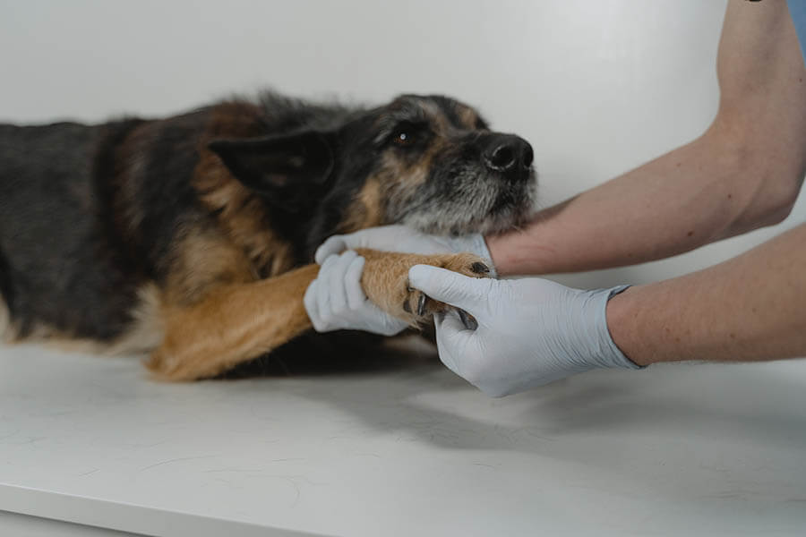 Vet checking an Australian cattle dog's paw for allergy signs 