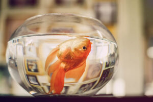 Dead Gold Fish In Small Aquarium to highlight the reasons for fish death in an aquarium