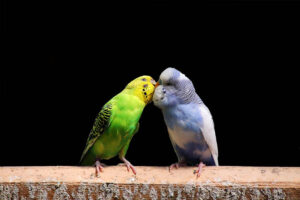 A pair of affectionate budgies-the best pet parrots kissing while sitting on a wall with a black background
