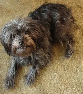 Affenpinscher, a small non-shedding dog breed, peacefully resting on the floor.