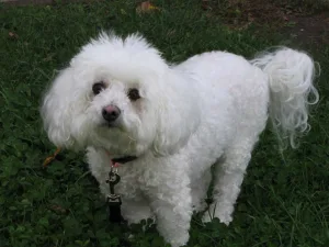 A white Bichon Frise dog standing in the grass. This belongs to the hypoallergenic small dog breeds that don't shed