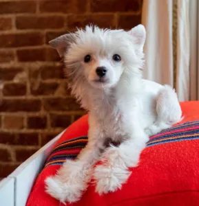 A white Chinese Crested puppy sitting attentive