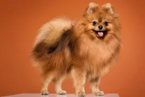 A cute Spitz dog to highlight small dog breeds that don't shed