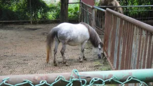 Guoxia horse grazing at nanning zoo