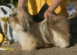 A small, non-shedding Havanese dog breed with a winning trophy