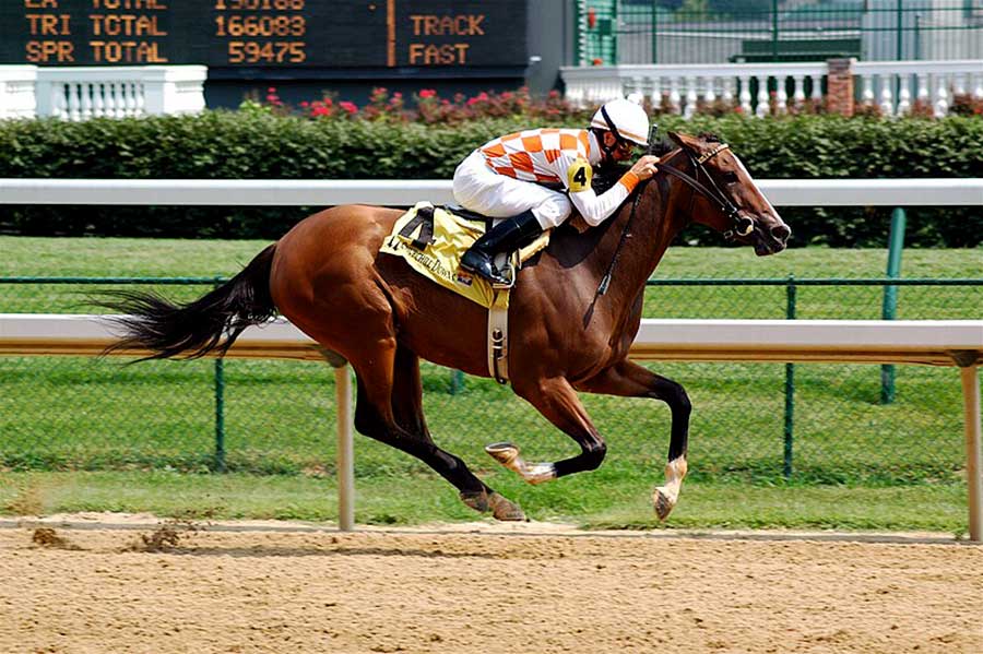 A brown thoroughbred horse on Churchill Downs' track