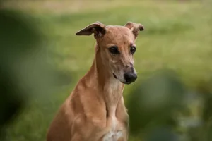 Italian Greyhound: A small, non-shedding dog breed with a sleek gray coat.