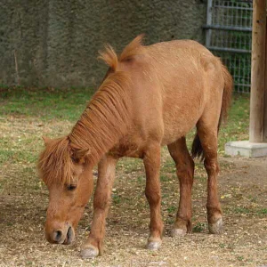 A brown Noma horse originating from Japan is a beautiful small horse breed