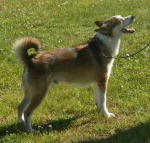 A brown and white Norwegian Lundehund standing alert on the grass