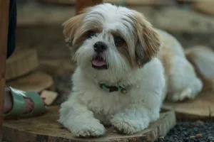 A small white and brown Shih Tzu dog sitting on a wooden table, known for its non-shedding coat.