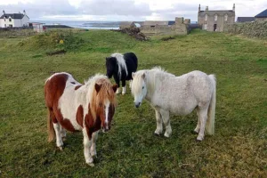Three horses- brown and white. pure white, and black and white- that belong to small horse breed
