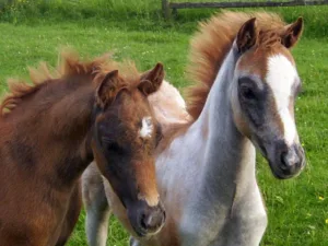 Brown and silver-white Welsh Ponies. 