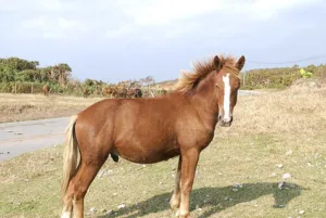 Yonaguni Horse in the wild