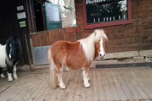 A beautiful Shetland pony standing in the stable. This is one of the most fascinating small horse breeds