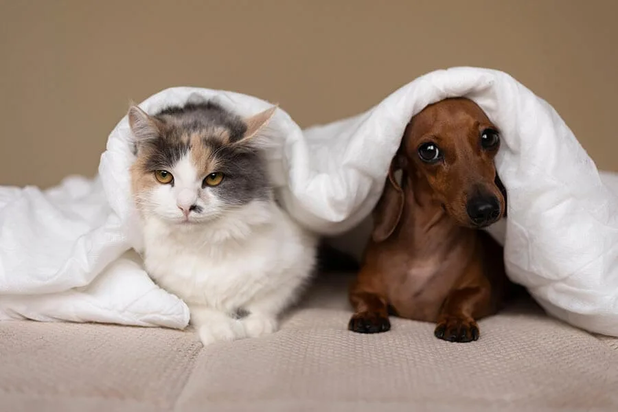 A cat and dog snuggled together under a cozy blanket, showcasing their heartwarming bond.