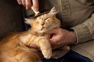 A brown cat is feeling relaxed while his owner is combing her to check fleas