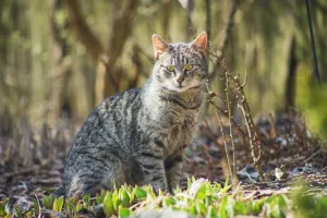 A silver and gray domestic shorthair cat in the woods. This is the most popular pet cat breed in the world.