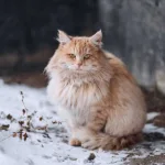 A brown Persian cat sitting calmly in the snowy landscape. Persian Cat is among the most popular pet cat breeds