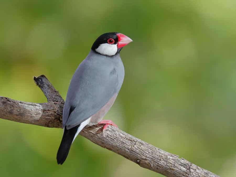 The attractive Male Java Finch close up 