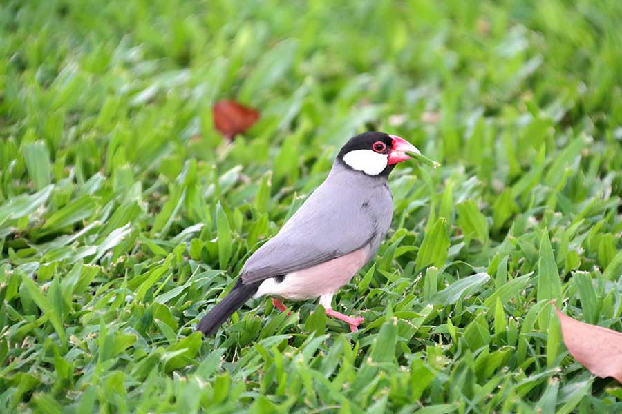 An adorable Java Finch stands in the lush green grass.