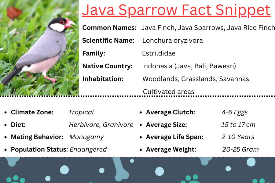 Java Finches fact credit