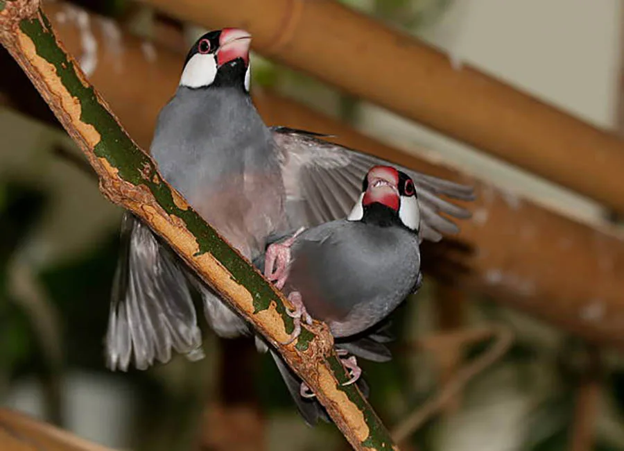 A pair of Java Finches mating on a perch