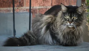 A Smoked Maine Coon Cat Sitting on the floor