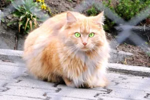 Chubby cheeks, sweet expressions, Long and luxurious coats, affectionate and relaxed personality: This is a Persian cat- a true feline beauty. Persian cats are undoubtedly among the most popular pet cat breeds 