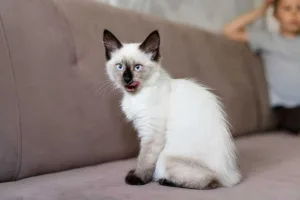 A white Ragdoll Cat with typical markings sitting on a couch