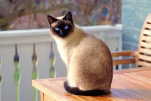 A purebred Siamese Cat sitting elegantly on the table