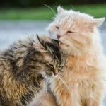 White and gray cats touching each other. It is a way how cats communicate