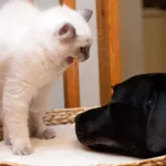 A Ragdoll Cat in angry mood with a Black Dog to highlight if cats and dogs can get along