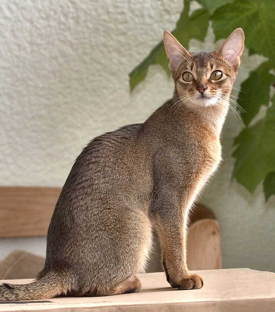 Abyssinian Cat sitting calmly. This cat breed can get along with dogs 