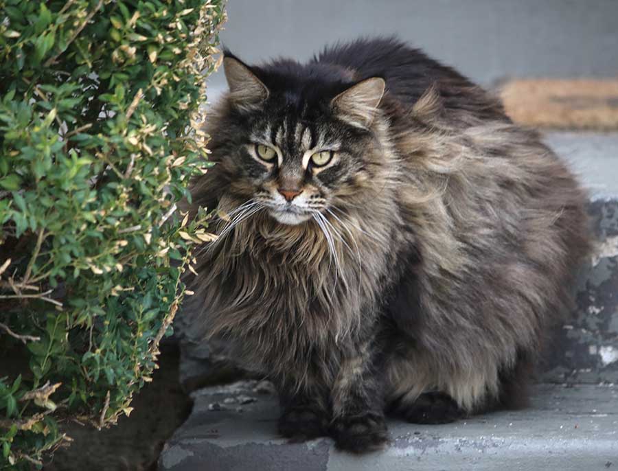 Maine Coon Cat breed is among those who can get along with dogs 