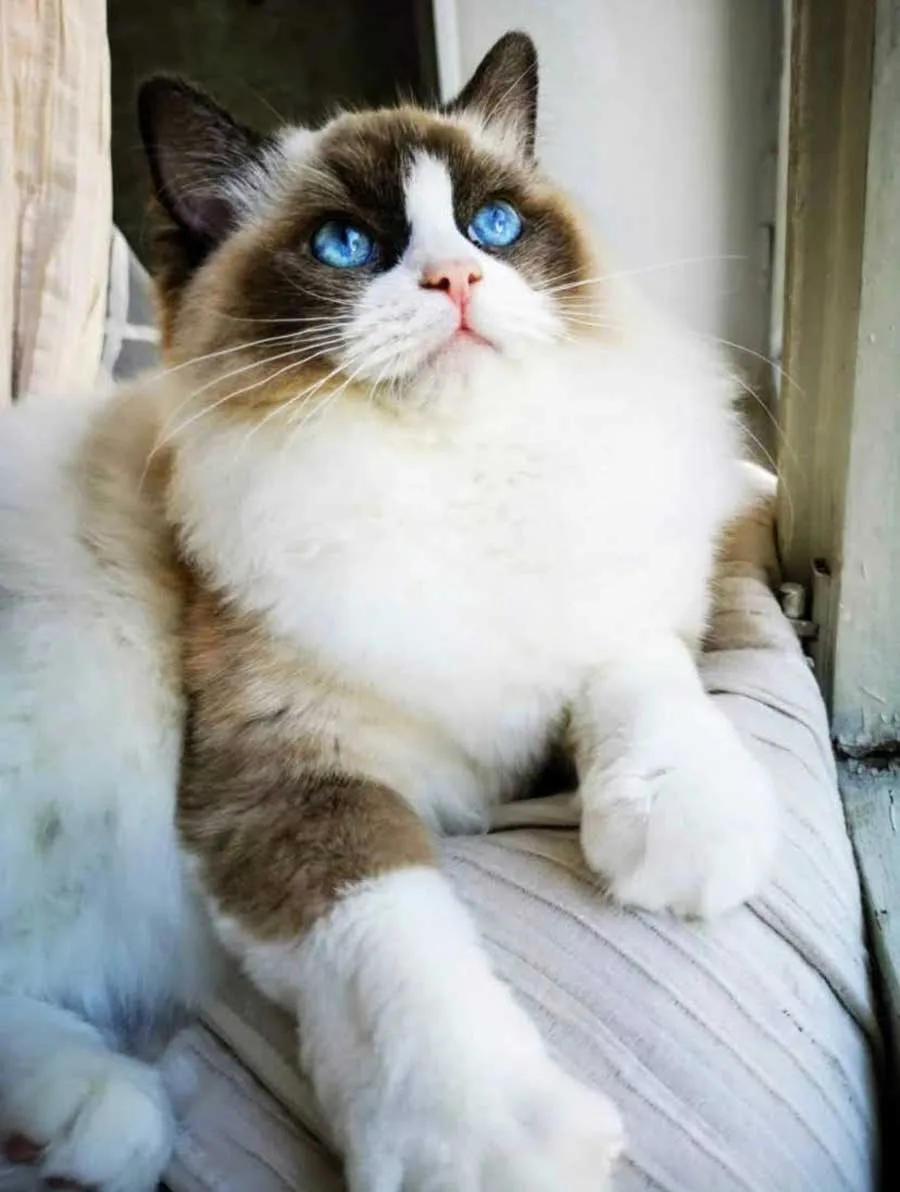 A Ragdoll cat with typical marking 