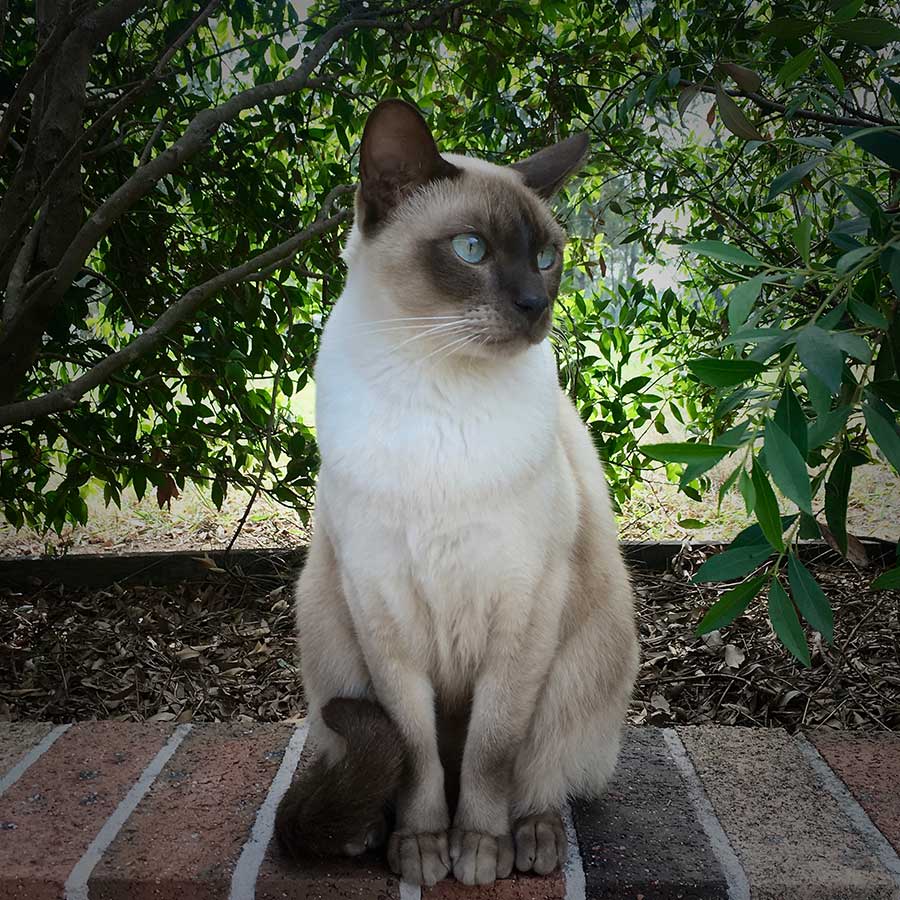 A beautiful Tonkinese cat 
