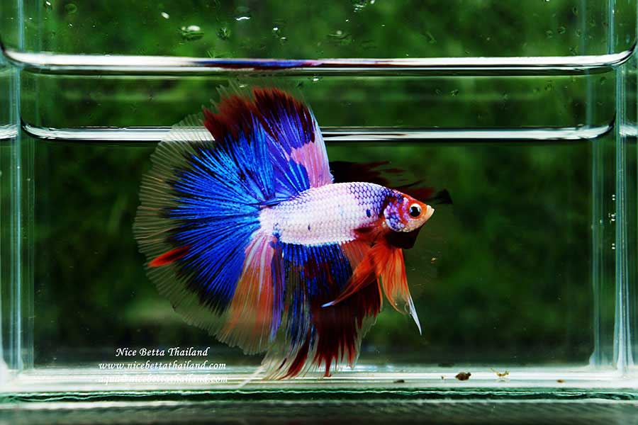 Betta in an Aquarium 