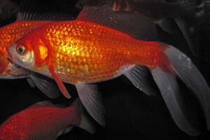 Goldfish can thrive without filtration in an aquarium